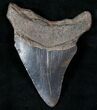 Bargain Fossil Megalodon Tooth #13553-1